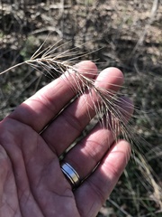 Elymus villosus