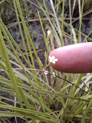 Curtia tenuifolia, 2026-04-26