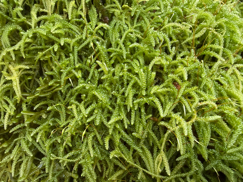 Lembophyllum clandestinum observed 2026-04-25