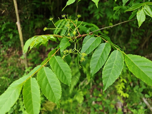 Picrasma quassioides, photograph 2