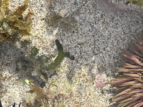 Codium edule, 2026-04-19
