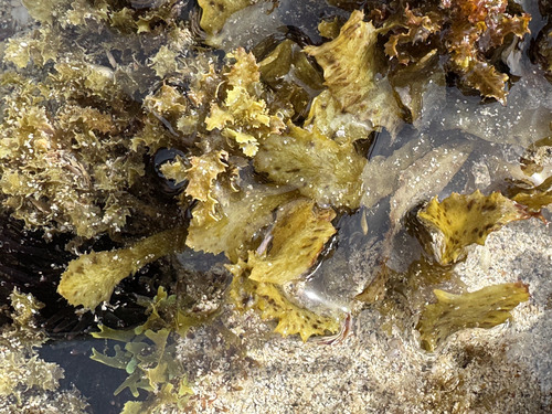 Sargassum aquifolium observed 2026-04-19