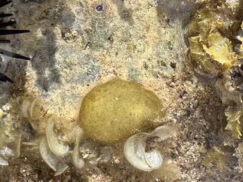 Colpomenia sinuosa observed 2026-04-19