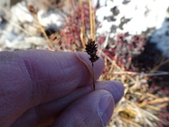 Carex norvegica