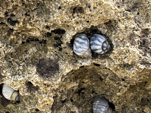 Echinolittorina hawaiiensis observed 2026-04-19