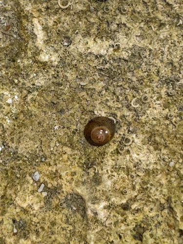 Peasiella tantilla observed 2026-04-19