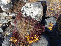 Carex norvegica