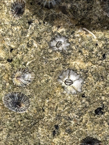 Chthamalus proteus observed 2026-04-19