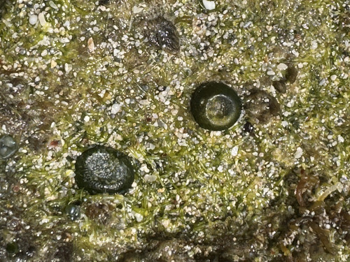 Bornetella, 2026-04-19