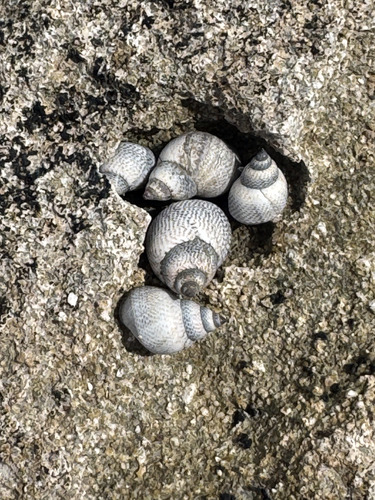 Littoraria pintado observed 2026-04-19