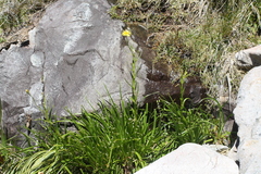 Dolichoglottis lyallii