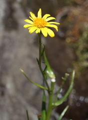Dolichoglottis lyallii