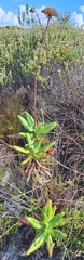 Hermas villosa, photograph (c) Adele SL, some rights reserved (CC BY)