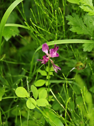 Astragalus sinicus, photograph 5