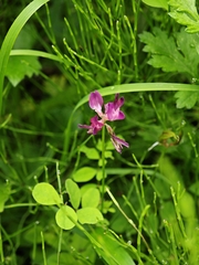 Astragalus sinicus, photograph (c) WATANABE Hitoshi 渡辺仁, some rights reserved (CC BY)