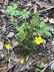 Oxalis colorea