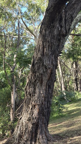 Acacia binervia, photograph 6