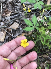 Oxalis colorea