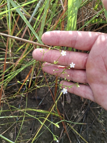 Curtia tenuifolia, 2026-04-26