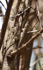Anolis litoralis