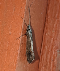 Glyphopsyche irrorata