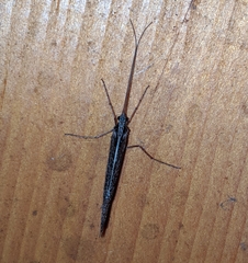 Glyphopsyche irrorata
