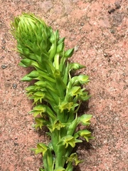 Habenaria parviflora