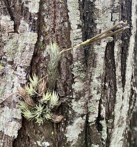 Tillandsia tricholepis observed 2026-04-24