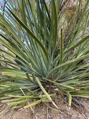 Hesperoyucca