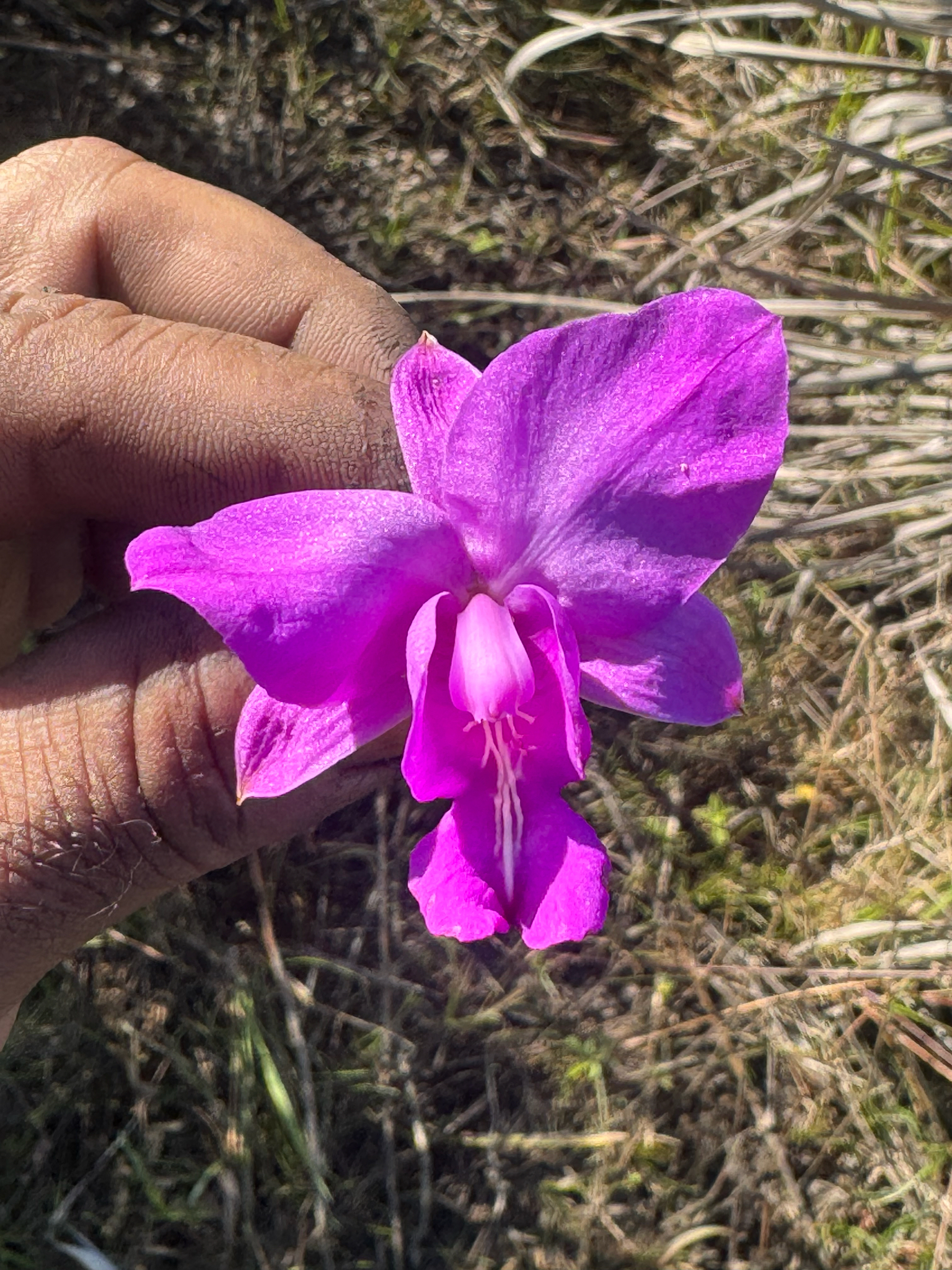 Bletia catenulata