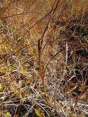 Carex aquatilis stans