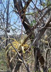 Tillandsia makoyana