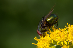 Lucilia illustris