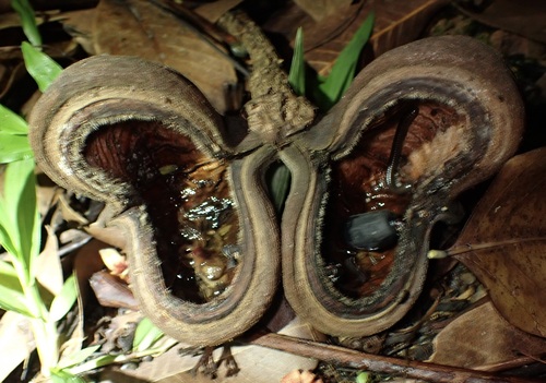 Sterculia foetida