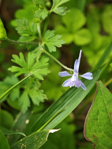 Delphinium anthriscifolium, photograph 6