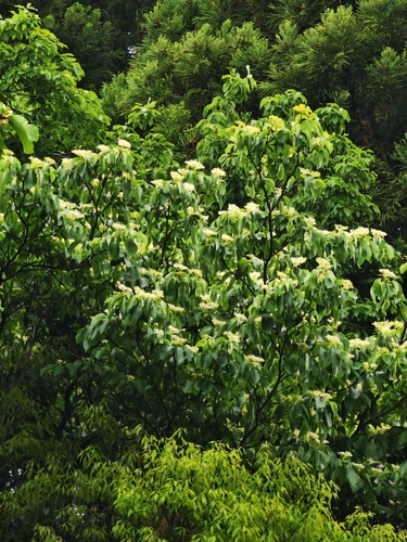 Cornus controversa, photograph 6