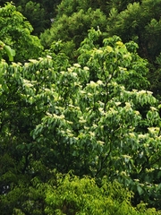 Cornus controversa, photograph (c) WATANABE Hitoshi 渡辺仁, some rights reserved (CC BY)
