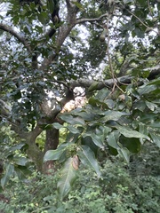 Swartzia jorori