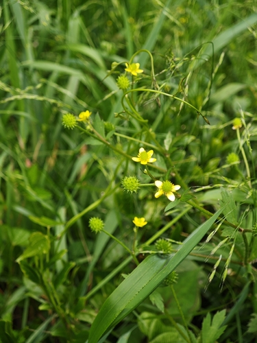 Ranunculus cantoniensis, photograph 4
