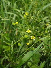 Ranunculus cantoniensis, photograph (c) WATANABE Hitoshi 渡辺仁, some rights reserved (CC BY)
