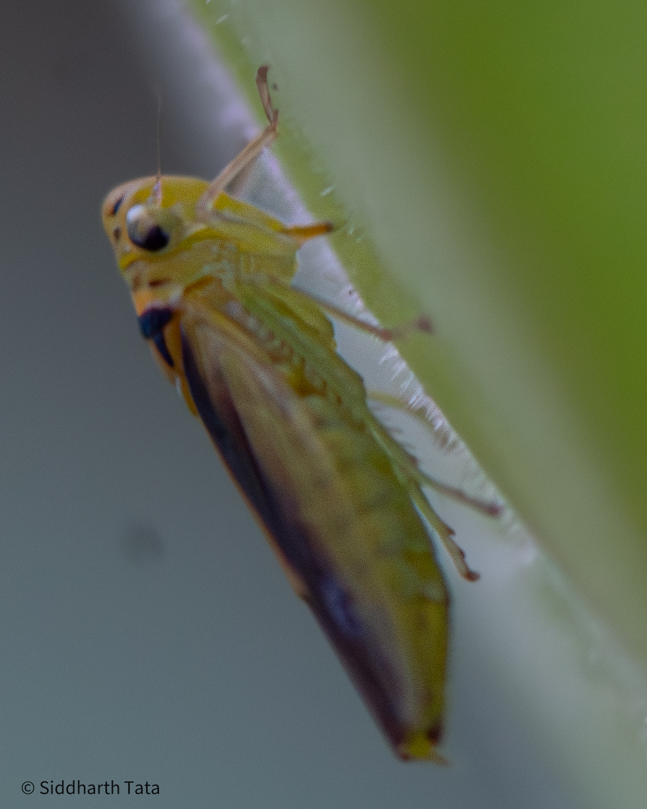 Kolla paulula | Insect Vectors of Plant Disease