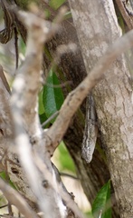 Anolis litoralis