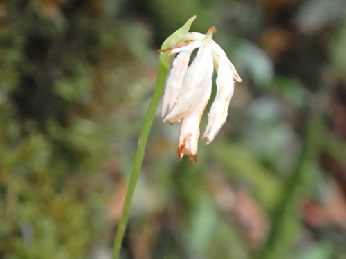Burmannia longifolia observed 2026-04-08
