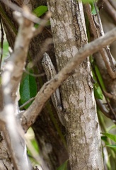 Anolis litoralis