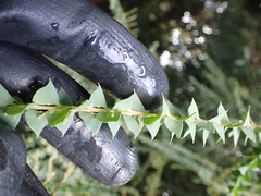Acacia pravissima, photograph author not stated, no rights reserved