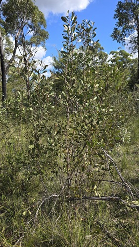 Hakea laevipes, photograph 2