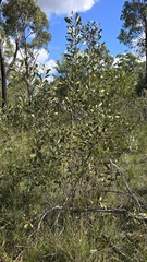 Hakea laevipes, photograph (c) Petra Holland, some rights reserved (CC BY)