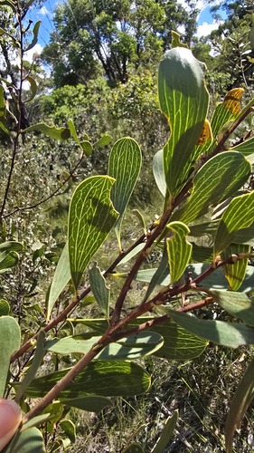 Hakea laevipes, photograph 3