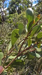 Hakea laevipes, photograph (c) Petra Holland, some rights reserved (CC BY)