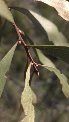 Hakea laevipes